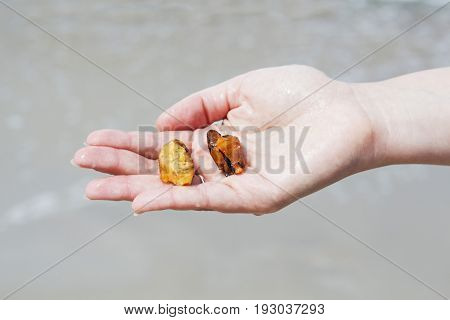 Amber In Hand With A Clear Reflection Of The Palm On A Light Background.