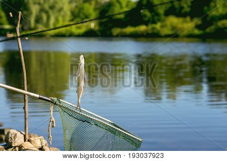 Freshwater fish just taken from the water on the fishing line over at landing net against the natural background of landscape with outdoor water, sunny day. Concept active rest, hobbies, countryside relaks