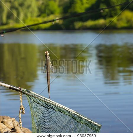 Caught fish just taken from the water on the fishing line over at landing net against the natural square background of landscape with outdoor water. Concepts luck, fortune, case, success, active rest, hobbies, countryside relaks