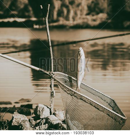 Vintage toned caught fish, Pelecus cultratus, sabre carp, sabrefish, over a fishing net, fishing background. Concepts luck, fortune, case, countryside relaks