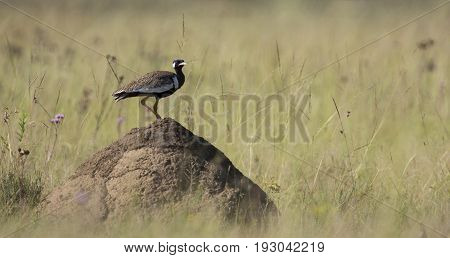 Northern Black Korhaan standing on an ant nest in bright sunshine