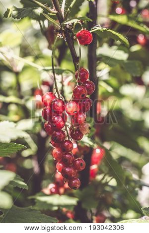 redcurrant collection. collects ripe red currant berries