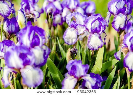 Purple irises bloom in the botanical garden