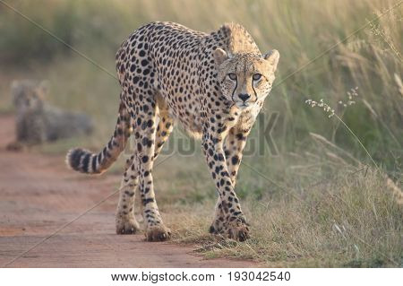 Female cheetah walking along a dirt road to her cub