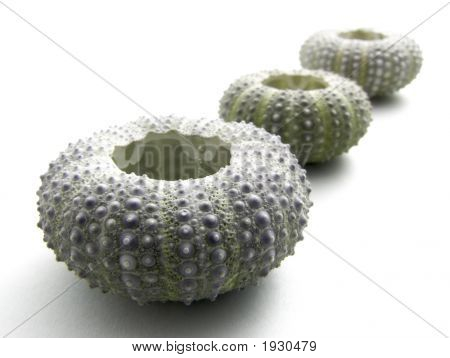 Conchiglie