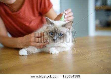 Woman injecting cat product to prevent from fleas