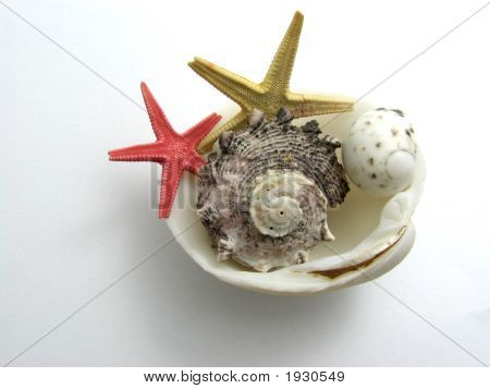 Seashells