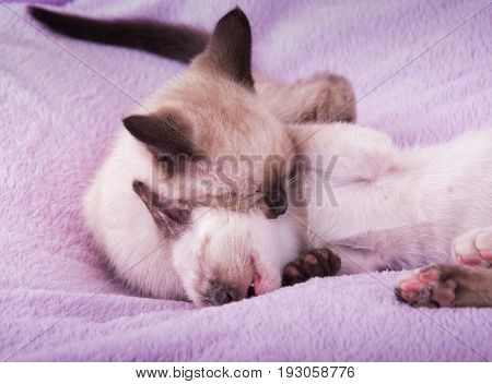 Two Siamese kitten roughhousing