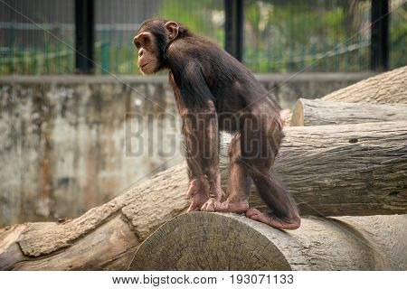 A baby chimpanzee playing at a zoo in Kolkata,India