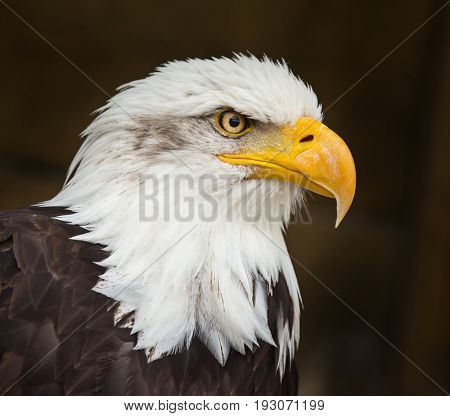 Portrait of a bald eagle (lat. haliaeetus leucocephalus)