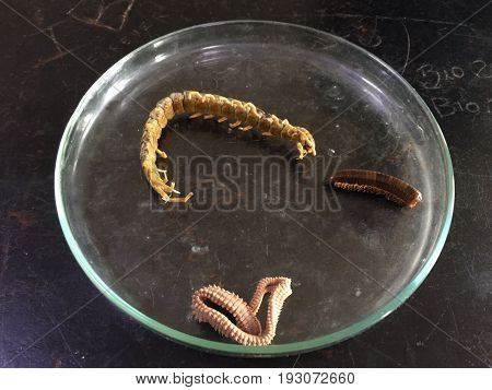 Biology, Chilopoda with about 3000 species, some nearly 50 centimeters long, present on all continents