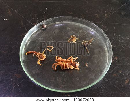 Biology, arthropods, animals with bodies of strange shapes and varied colors