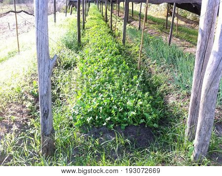 Lettuce plantation, green field, organic, natural crop