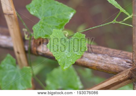 Coccinia Grandis