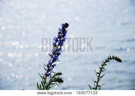 Blueweed flower in back light by reflecting water