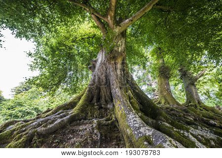 a beautiful big old tree close up