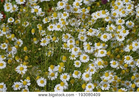 Сhamomile flower in the field. abstract nature background.