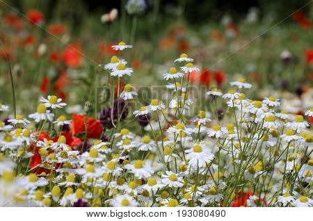 Сhamomile flower in the field. abstract nature background.