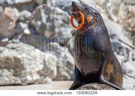 Performing circus animal. Captive sea lion standing with a hoop in its mouth to entertain human audiences. Connotations of animal rights and exploitation. Wildlife image with copy space.