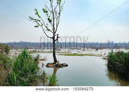 Beautiful artificial lake with with trees and other vegetation around the Neak Pean Temple in Angkor Complex, Siem Reap, Cambodia.