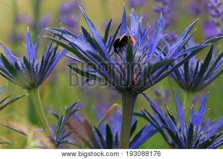 Beautiful Sea Holly with a bee on one and with a defocused green and purple background and space for text.
