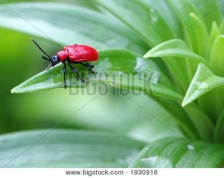 Red Bug