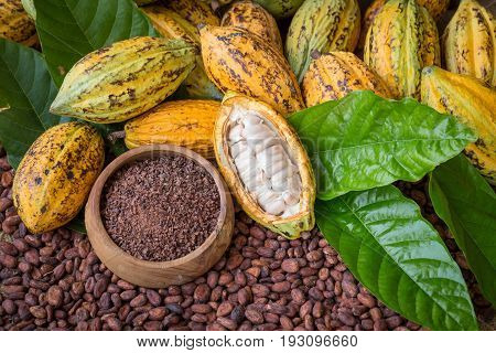 Ripe Cocoa Pod And Nibs, Cocoa Beans Setup Background