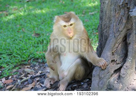 Closeup monkey walk on the floor and eatting