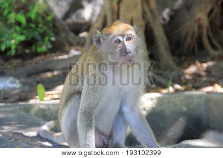 Closeup monkey walk on the floor and eatting