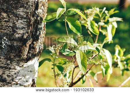 birch forest in sunlight in the morning