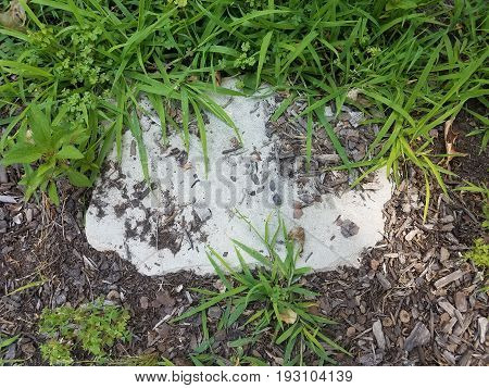 grey stepping stone with green grass and weeds