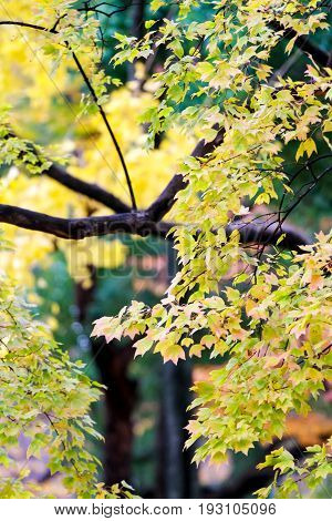 the change concept : Maple leaf on the tree when the leaves change color in Japan Leaves change color