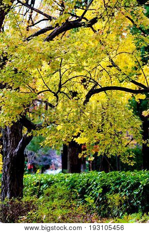 the change concept : Maple leaf on the tree when the leaves change color in Japan Leaves change color