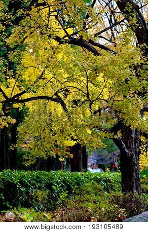 the change concept : Maple leaf on the tree when the leaves change color in Japan Leaves change color