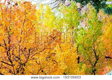 the change concept : Maple leaf on the tree when the leaves change color in Japan Leaves change color