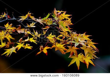 The Change Concept : Maple Leaf On The Tree When The Leaves Change Color In Japan Leaves Change Colo