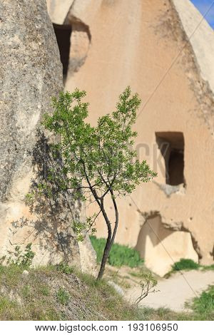 Vertical Shot Of Small Tree Growing In Front Of Cave Church In Cappadocia Shot Under Sharp Light