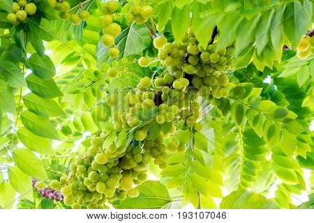 star gooseberry or Phyllanthus acidus on tree.