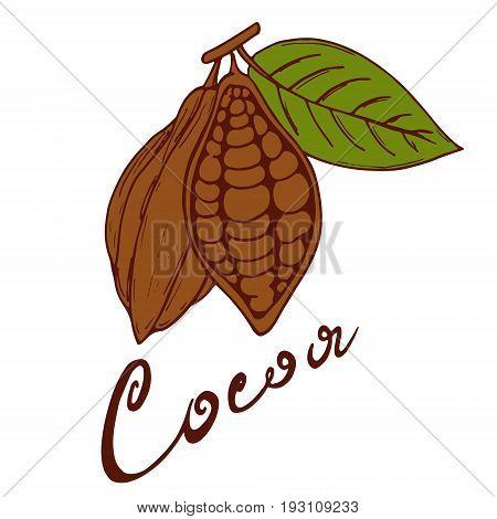 Logo of what cocoa fruit with a green leaf with a signature cocoa hand-drawn sketch