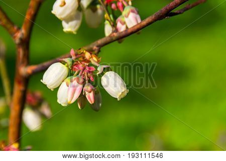 Dewdrops on bog whortleberries flowers (Vaccinium uliginosum).