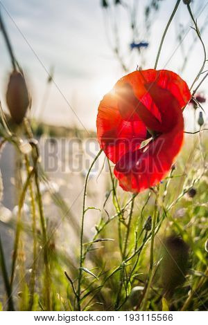 Close up in poppy field and sun. Red poppy flowers on the field with the setting sun behind the leaf shining through