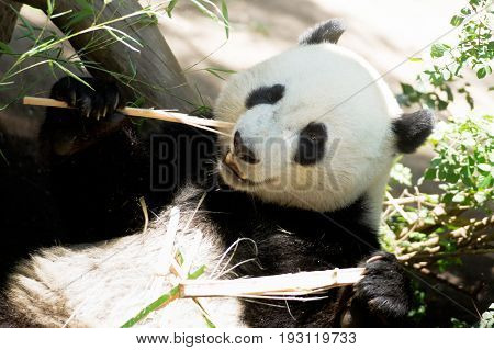 Endangered A Giant Panda relaxes while feeding on Bamboo