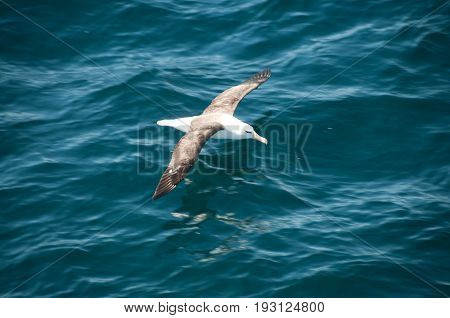 A black-browed albatross soares low over the top of the ocean waves.