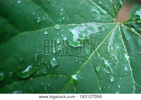 Macro shot of raindrops rolling down a leaf.