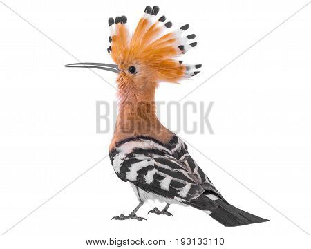 Eurasian Hoopoe
