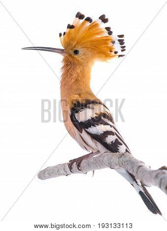 Eurasian Hoopoe