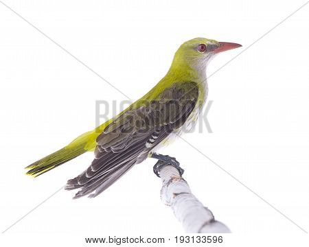 Young Eurasian Golden Oriole (oriolus Oriolus)