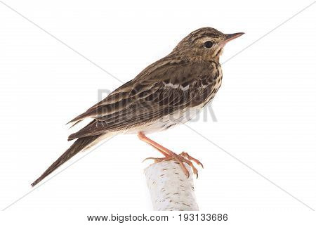 Tree Pipit (anthus Trivialis)