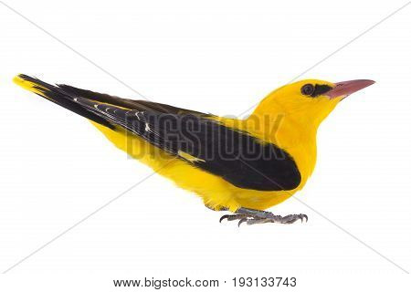 Eurasian Golden Oriole (oriolus Oriolus)