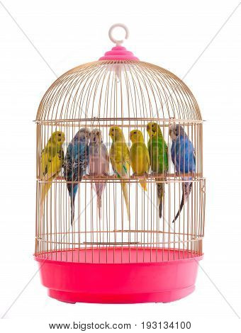 Budgies